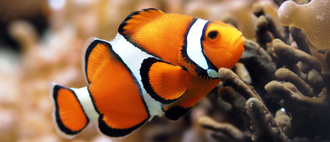 攻击网站服务器