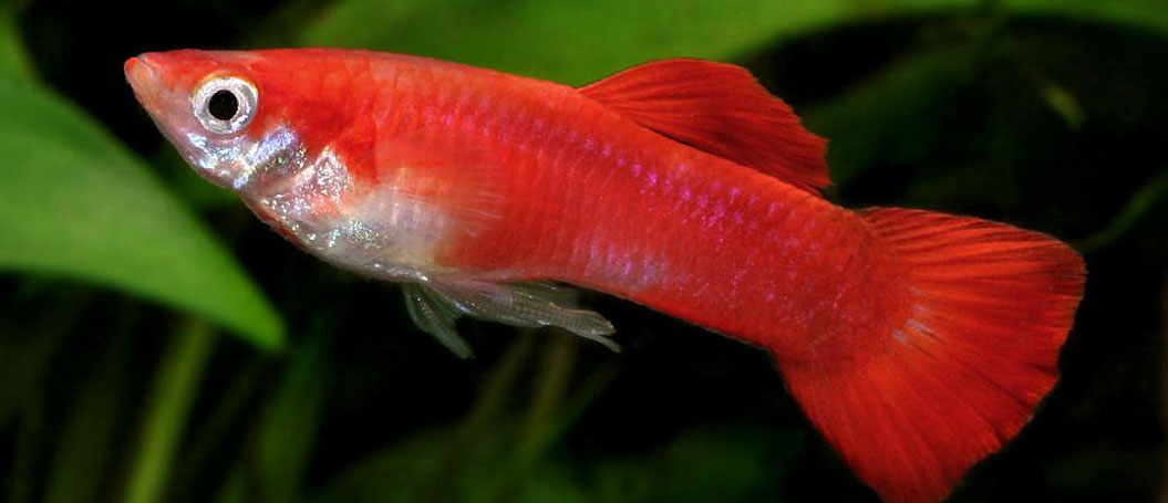 ip攻击器网页版ddos