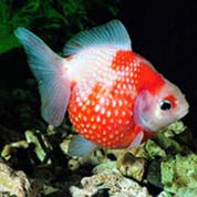 网页DDOS攻击平台